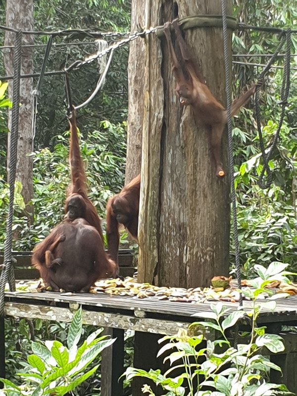 Sepilok Orangutan Rehabilitation Centre XII