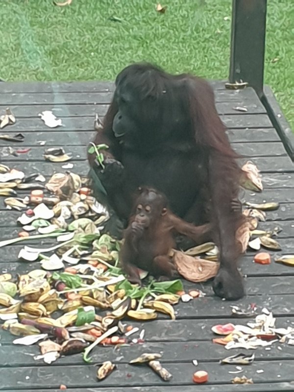 Sepilok Orangutan Rehabilitation Centre IX
