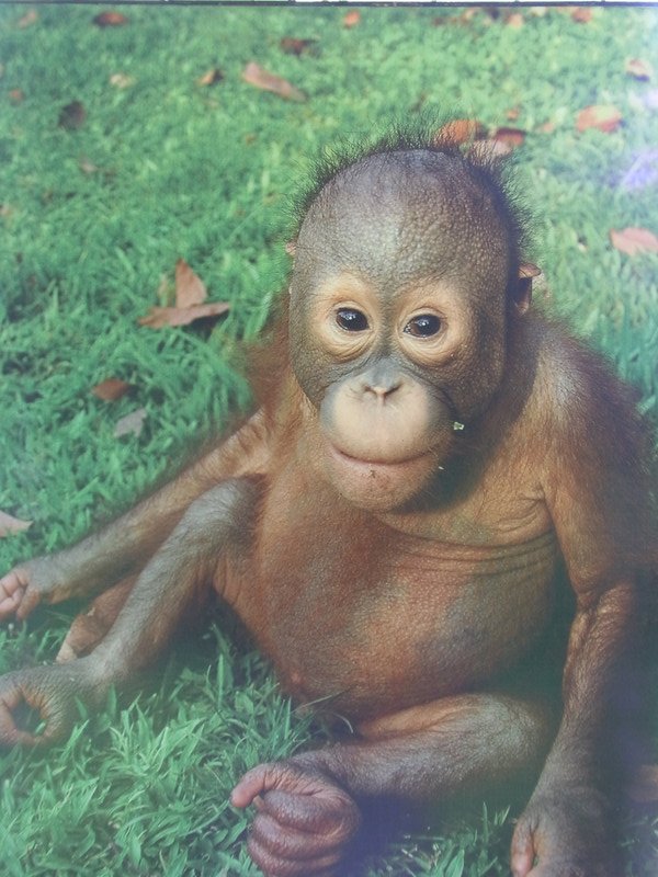 Sepilok Orangutan Rehabilitation Centre VII