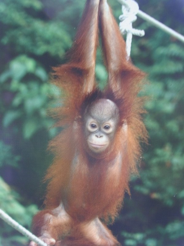 Sepilok Orangutan Rehabilitation Centre VIII