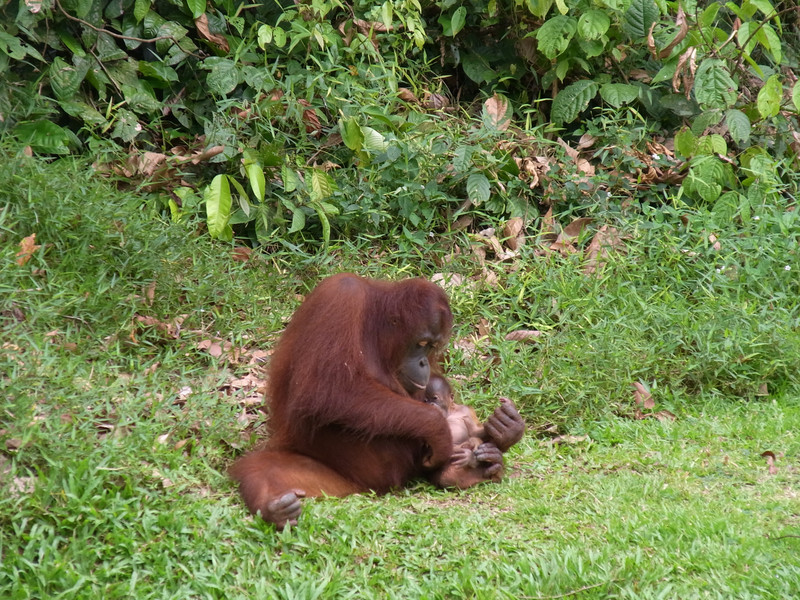 Sepilok Orangutan Rehabilitation Centre I