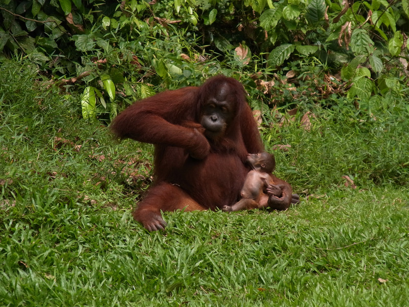 Sepilok Orangutan Rehabilitation Centre II