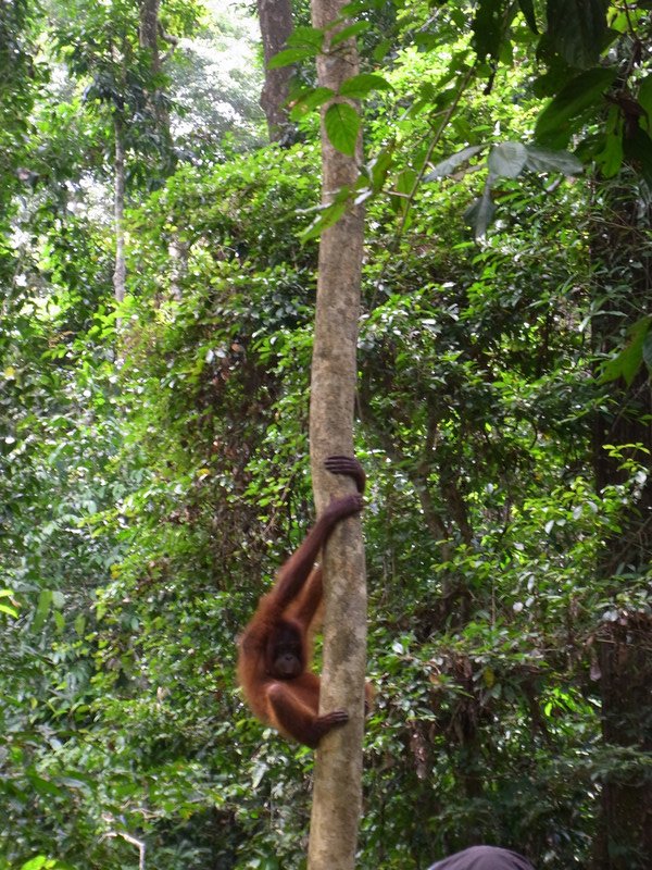 Sepilok Orangutan Rehabilitation Centre V