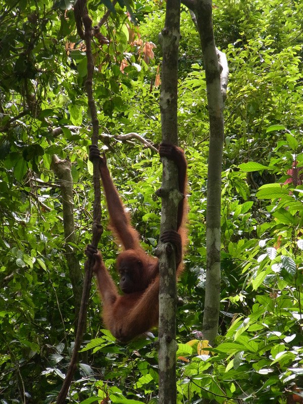 Sepilok Orangutan Rehabilitation Centre VI