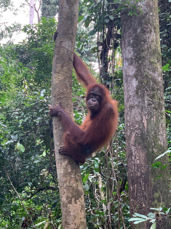 Sepilok Orangutan Rehabilitation Centre IV