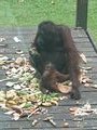 Sepilok Orangutan Rehabilitation Centre IX