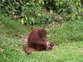 Sepilok Orangutan Rehabilitation Centre I