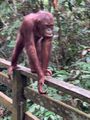 Sepilok Orangutan Rehabilitation Centre III