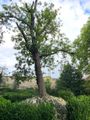Thomas Hardy Tree