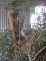 Koalas im Tierpark Gunnedah