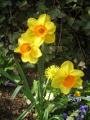 More daffodils