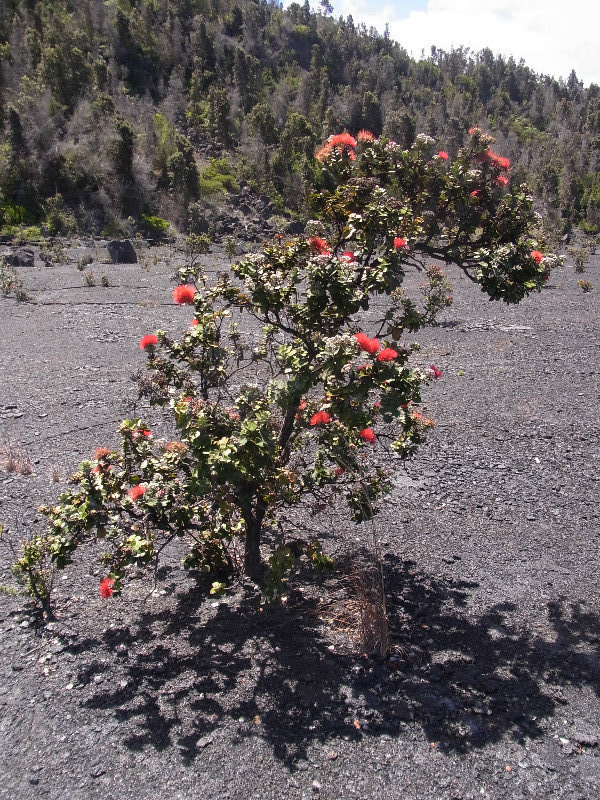 In the Kilauea Crater