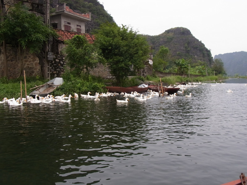 Ninh Binh: Ducks on the river