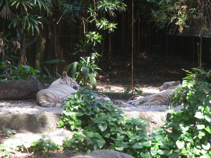 Singapore Zoo I