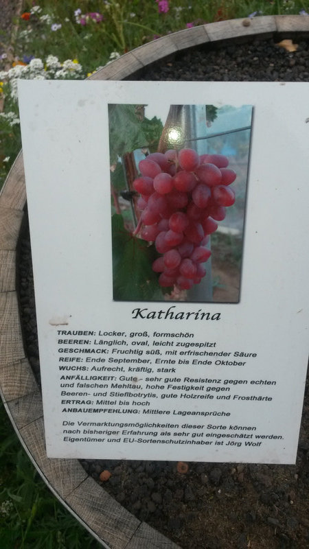 There is a grape that has my name!