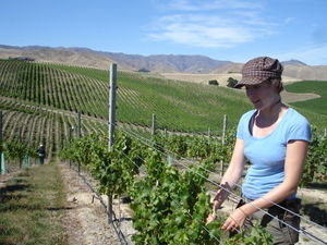 Working in the vineyards