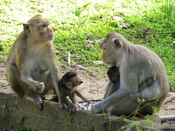 monkeys living in Angkor wat