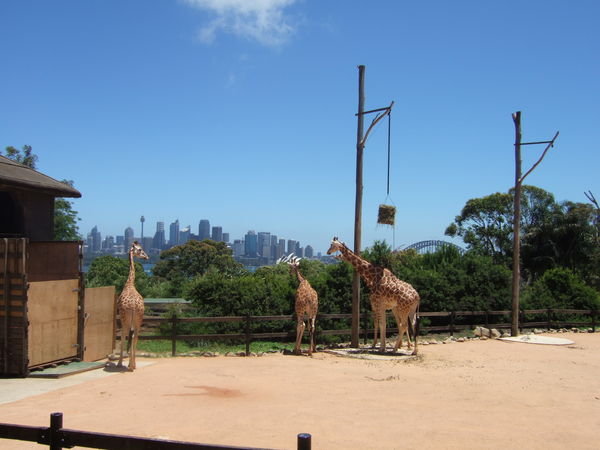 Even the Giraffes appreciated the view