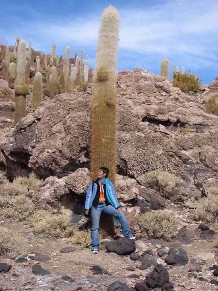 Huge Cactus
