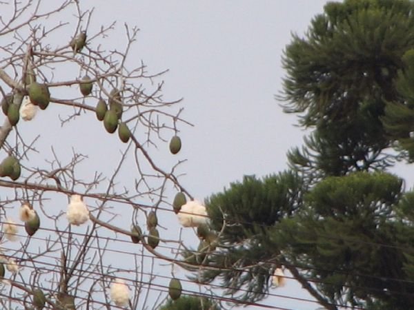 Cotton trees