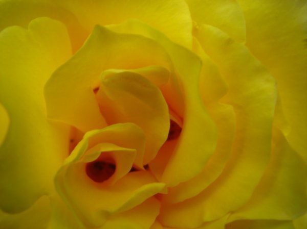 A yellow rose in the gardens