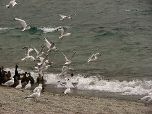 The birds along the shores