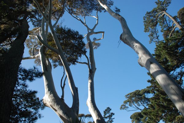 Trees growing in the Pridelands Area