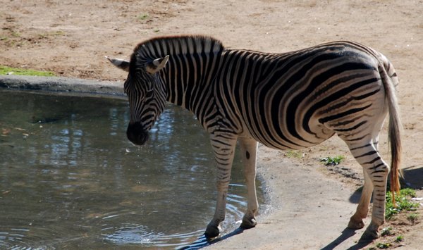 Looking at his reflection perhaps