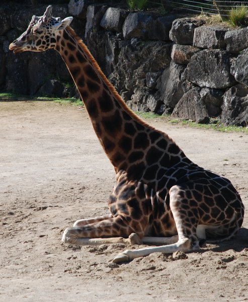 Sitting Giraffe
