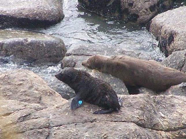Seal  colony