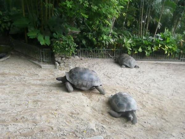 giant turtles!