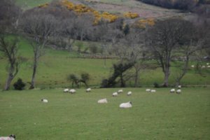 Des moutons
