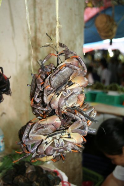 A rope of crabs