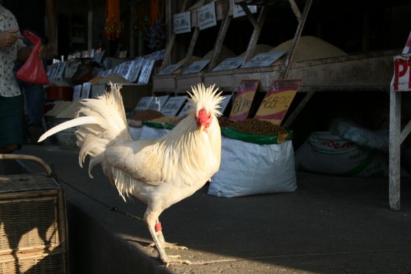 Cock on Guard!
