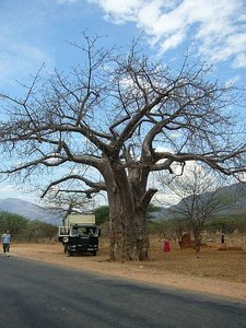 Ancient Boabab Tree