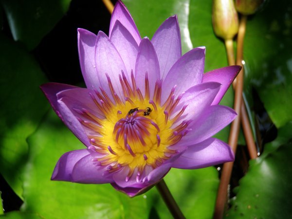 Auspicious Lotus