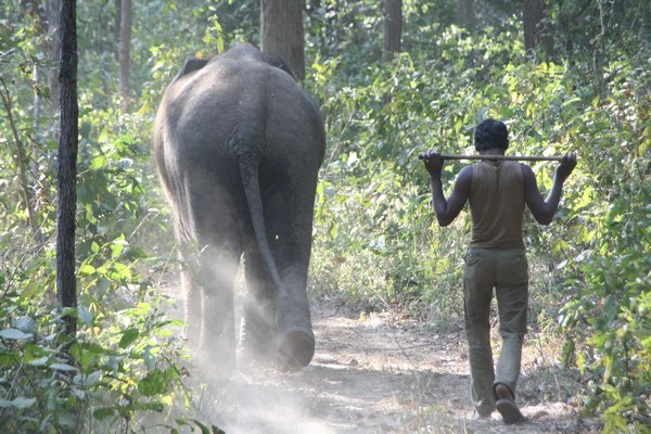 Treking Elephant