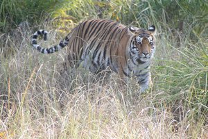 Royal Bengal Tigress