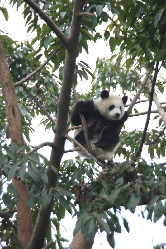 A playful panda in the trees...