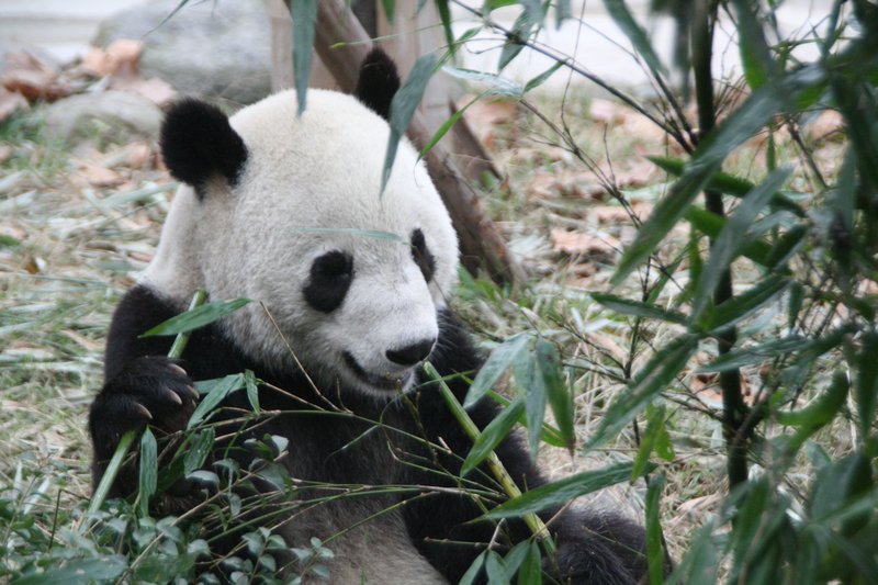 Full grown male panda