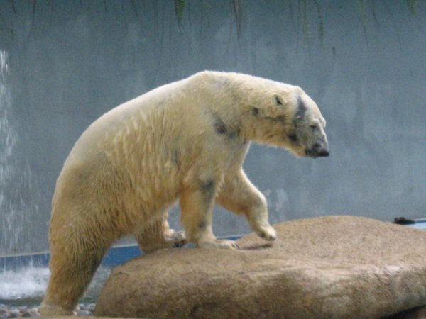 Polar bear at Zoo