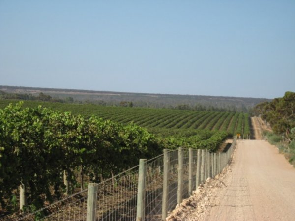 road to Banrock station winery 