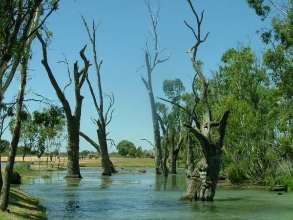 Murray river near Berri