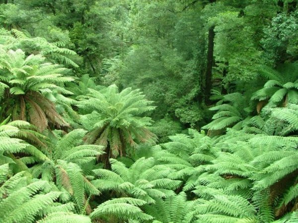 Tarra Bulga National Park