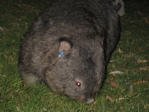 Wombat up close, Tidal RIver 