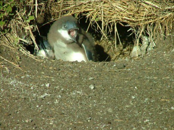 Fairy penguins chicks , the Nobbies on Philip Island 