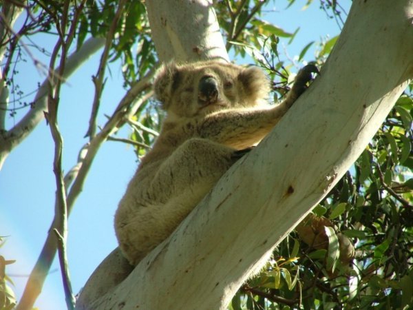 koala at Raymond Island