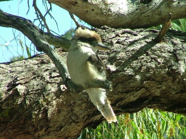 kookaburra sitting on the old gum tree 