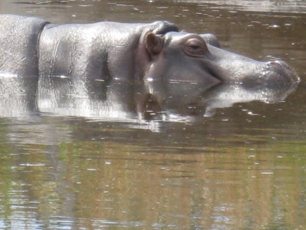Hippo reflectiions at Werribee Zoo