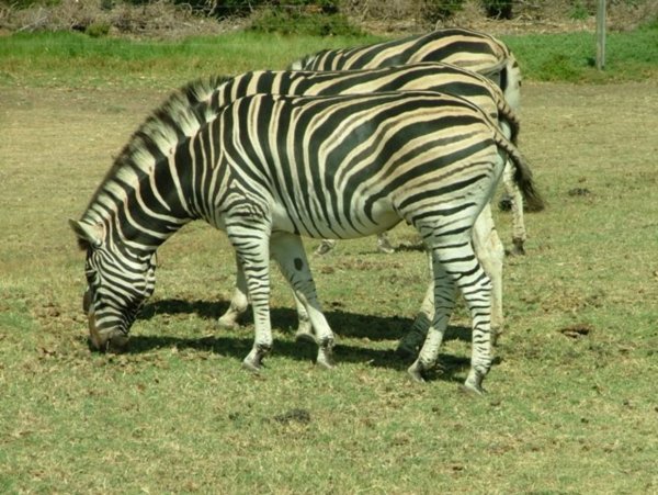 Zebras in triplicate..